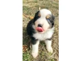 australsky-ovciak-steniatka-small-0