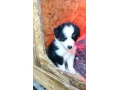 australsky-ovciak-steniatka-small-3