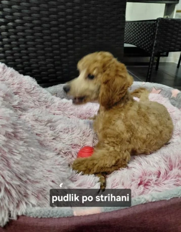 salon-nufacik-ponuka-strihanie-psou-big-0