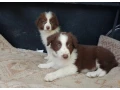 border-kolia-small-0