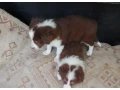 border-kolia-small-1