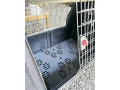 prepravny-box-pre-psa-do-auta-80x60x50-cm-small-2