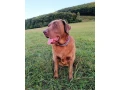 labrador-small-0