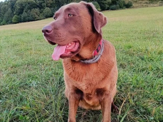 labrador