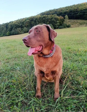 labrador-big-0