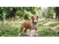 kupim-anglickeho-bullteriera-small-0