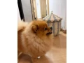 pomeranian-small-1
