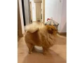 pomeranian-small-2