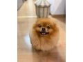 pomeranian-small-3