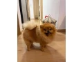 pomeranian-small-0