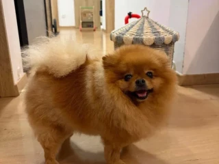 pomeranian