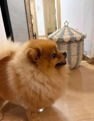 pomeranian-big-1