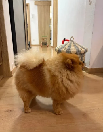 pomeranian-big-2