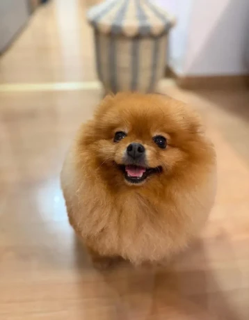 pomeranian-big-3