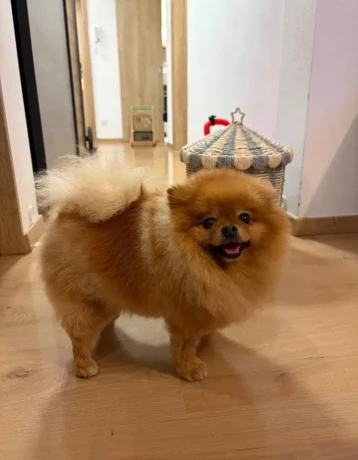 pomeranian-big-0