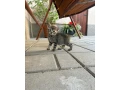 maciatko-small-2