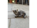 maciatko-small-1