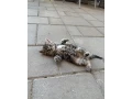 maciatko-small-0