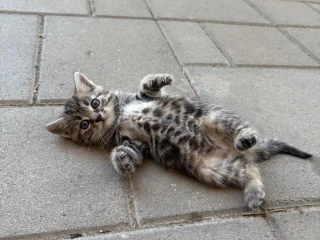 maciatko