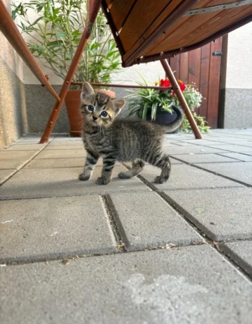 maciatko-big-2