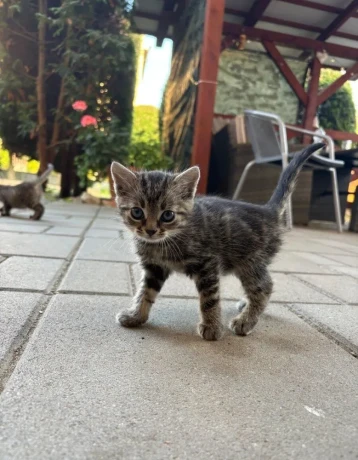 maciatko-big-4