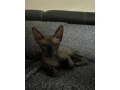 sphynx-kanadsky-small-1