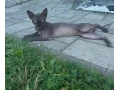 sphynx-kanadsky-small-0