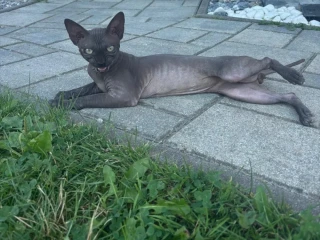 sphynx-kanadsky