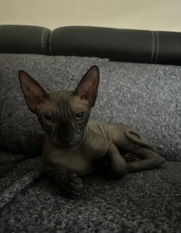 sphynx-kanadsky-big-1
