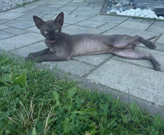 sphynx-kanadsky-big-0