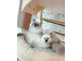 ragdoll-small-3