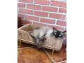 ragdoll-small-2