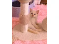 ragdoll-small-0