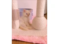 ragdoll-small-1