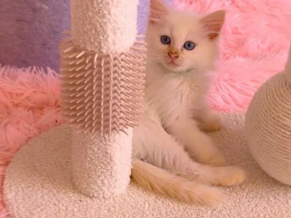 ragdoll