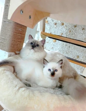 ragdoll-big-3