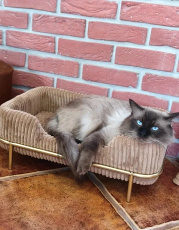 ragdoll-big-2