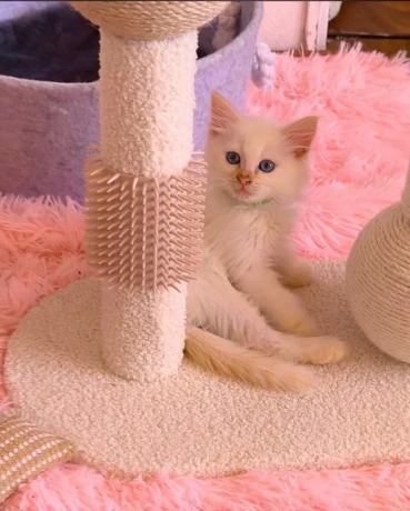 ragdoll-big-0