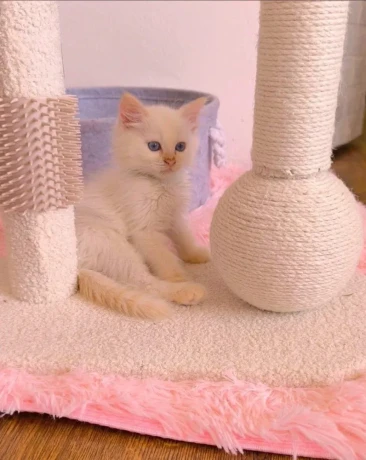 ragdoll-big-1