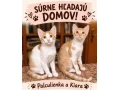 surne-hladaju-domov-small-0