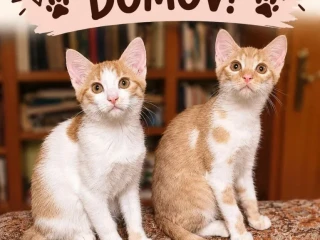 surne-hladaju-domov