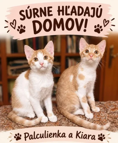 surne-hladaju-domov-big-0