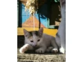 maciatka-small-0