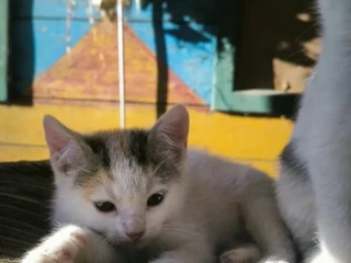 maciatka