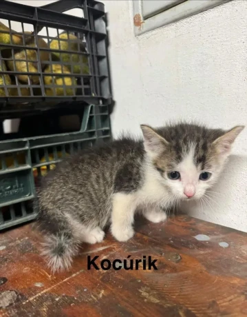 darujem-maciatka-big-2