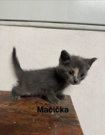 darujem-maciatka-big-4