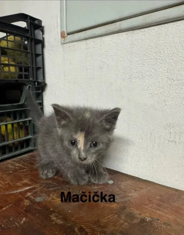 darujem-maciatka-big-3