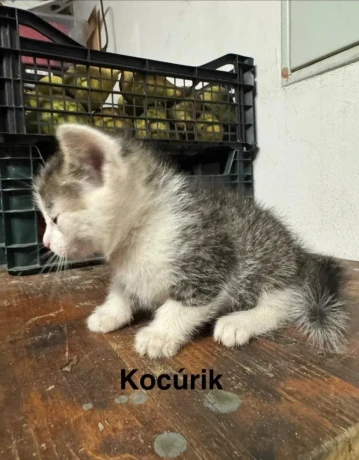 darujem-maciatka-big-1