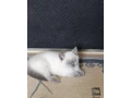 macky-color-point-small-3