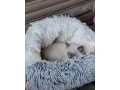 macky-color-point-small-0